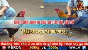 Trận 38 CPC5 24/8/2025 - Gà Điều Đâm Khét Lìa Giò Gãy Cổ Chết Tươi