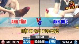 Trận 44 CPC3 4/8/2025 - Úa Cọp Anh Đức Vô Đá 1 Hơi Có Kết Quả