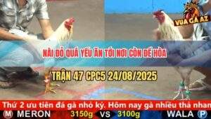 Trận 47 CPC5 24/8/2025 - Nài Đỏ Sợ Dơ Để Chiến Kê Đứng Bỏ Miệng Hòa