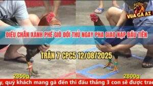 Trận 7 CPC5 12/8/2025 - Điều Chân Xanh Phế Giò Đối Thủ Chỉ Sau 1 Cước