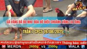 Trận 7 CPC5 19/8/2025 - Gà Vàng Anh Minh Hậu Giang Đá Bo Như Búa Bổ