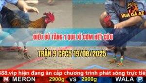 Trận 9 CPC5 19/8/2025 - Điều Cọp Anh Duy Chợ Mới Đâm Cựa Quá Tịch