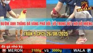 Trận 9 CPC5 26/8/2025 - Bướm Anh Thắng Đá Vàng Phá Đôi Xong Bỏ Miệng