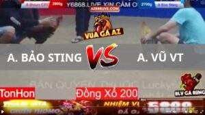 Trận 1 Bồ TonHon 13_08_2025 - Bảo Sting gom bồ trong trận gà tại bồ gà Tonhon hôm nay