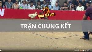 Trận 14 Tonhon 13_08_2025 - Chung kết giữa 2 con cọp diễn ra qua nhanh