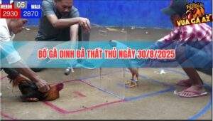 Trận Gà Gây Tranh Cải Của Anh Nu Tại Bồ Dinh Bà Ngày 30/8/2025