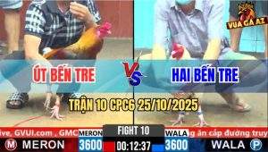 Trận 10 CPC6 25/10/2025 - Gà Bướm Quá Dầy, Điều Đâm Không Thấm