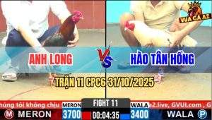 Trận 11 CPC6 31/10/2025 - Điều Xanh Anh Long Bao Bồ Bị Bướm Đá Xì Cơm
