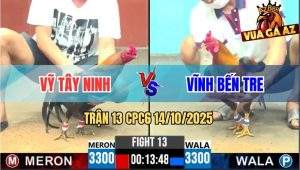 Trận 13 CPC6 14/10/2025 - Gà Anh Vỹ Trước Khi Chết Có Chân Cứu Chủ