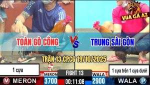 Trận 13 CPC6 19/10/2025 - Một Cựa Đâm 2 Cựa Không Trượt Phát Nào