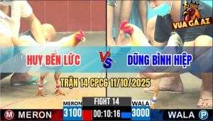 Trận 14 CPC6 11/10/2025 - Gà Bướm Anh Dũng Nhét Cựa Quá Hiểm Đỏ Lật Xe
