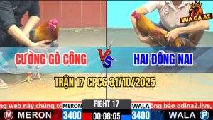 Trận 17 CPC6 31/10/2025 - Điều Cọp Anh Cường Dứt Điểm Gà Khét Gọn Gàng