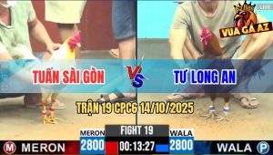 Trận 19 CPC6 14/10/2025 - Gà Khét Chặn Đúng 1 Chân Bươm Gãy Khớp Gối