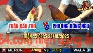 Trận 25 CPC5 23/10/2025 - Gà Bướm Anh Tuấn Gửi Điều Cây Lưng Về Bờ