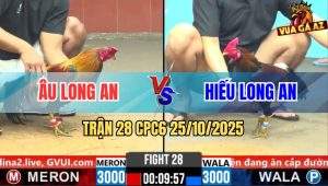 Trận 28 CPC6 26/10/2025 - Điều Mã Vàng Tiễn Gà Xanh Nhập Thổ Nhanh Gọn