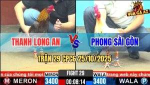 Trận 29 CPC6 26/10/2025 - Bướm Đâm Chân Nào Gà Xám Chặn Hết Chân Đó