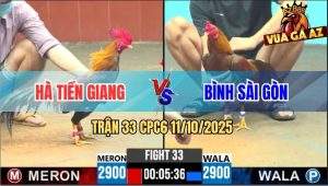 Trận 33 CPC6 11/10/2025 - Gà Điều Anh Hà Tiền Giang Có Chân Xạo Lờ