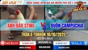 Trận 4 TonHon 18/10/2025 - Úa Hiệu Anh Bảo Sting Vô Kính Bỏ Chiến Công