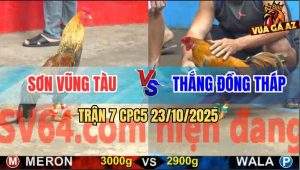 Trận 7 CPC5 23/10/2025 - Gà Cú Anh Sơn Siết 1 Hơi Gà Khét Sổ Huyết