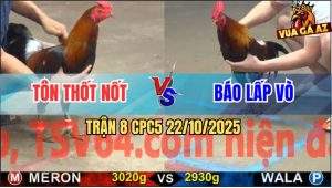 Trận 8 CPC5 22/10/2025 - Anh Tôn Thốt Nốt Và Anh Báo Lấp Vò
