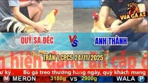 Trận 1 CPC5 24/11/2025 - Gà Úa Anh Thành Đang Múa Nhớ Nhà Quay Xe
