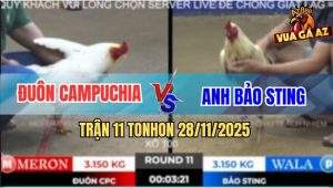 Trận 11 TonHon 28/11/2025 - Bướm Hiệu Bảo Sting 1 Sút Hạ Bướm Anh Đuôn