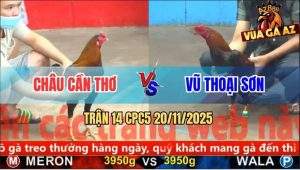 Trận 14 CPC5 20/11/2025 - Gà Anh Vũ Đá Gà Anh Châu Kêu Miệng Bay Bồ