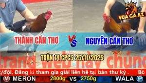 Trận 14 CPC5 25/11/2025 - Gà Vàng Anh Nguyên Đâm Nhử Chỉa Điều Ói Xỉu