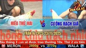 Trận 16 CPC5 23/11/2025 - Bướm Chân Trắng Anh Cương Đá Toàn Đầu Cần