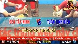 Trận 20 CPC5 16/11/2025 - Anh Đen Tây Ninh Và Anh Tuấn Tịnh Biên
