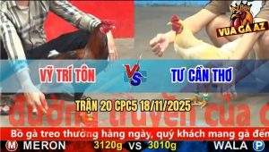Trận 20 CPC5 18/11/2025 - Gà Úa Anh Tư Đâm Gà Điều Gỡ Cựa Không Kịp