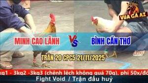 Trận 20 CPC5 21/11/2025 - Gà Cú Anh Khang 2 Đá Bướm Rớt Tiền Mau Lẹ