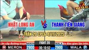 Trận 20 CPC6 4/11/2025 - Gà Anh Nhật Xui Tang Ăn Ngay Chân Phản