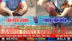 Trận 21 CPC5 10/11/2025 - Anh Tấn Kiên Giang Và Anh Thiện Tịnh Biên