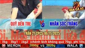 Trận 21 CPC5 18/11/2025 - Gà Bướm Anh Quý Bến Tre Đâm Cựa Như Chỉa