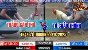Trận 21 TonHon 28/11/2025 - Bướm Anh Tơ Đâm Xám Bông Chạy La Làng
