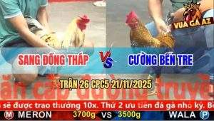 Trận 26 CPC5 21/11/2025 - Bướm Anh Sang Đá Bại Liệt Gà Cú Anh Cường