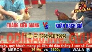 Trận 29 CPC5 23/11/2025 - Gà Vàng Anh Xuân Mai Độ Đá Bướm Bể Hộp Số