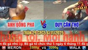 Trận 29 CPC5 6/11/2025 - Điều Chân Xanh Đá Gà Đông Pha Nằm Phơi Bụng