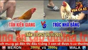 Trận 31 CPC5 19/11/2025 - Vàng Chân Xanh Hạ Bướm Hiệu Anh Trúc Dễ Dàng
