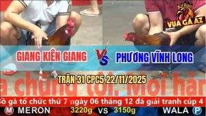 Trận 31 CPC5 22/11/2025 - Gà Điều Anh Giang Đâm Đối Thủ Bò Lê Bò Lết