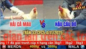 Trận 33 CPC5 4/11/2025 - Anh Hải Cà Mau Và Anh Hậu Cầu Đỏ