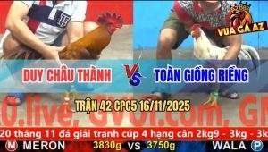 Trận 42 CPC5 16/11/2025 - Anh Duy Châu Thành Và Anh Toàn Giồng Riềng