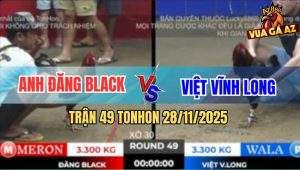 Trận 49 TonHon 28/11/2025 - Gà Điều Bảo Sting May Độ Đá Xanh Gãy Cổ