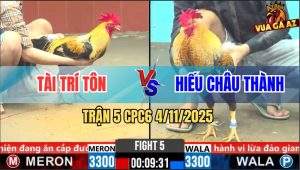 Trận 5 CPC6 4/11/2025 - Gà Chuối Anh Tài Đá Cho Cố Vô Trong Bung Chạy