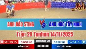 Trận 20 Tonhon 14/11/2025