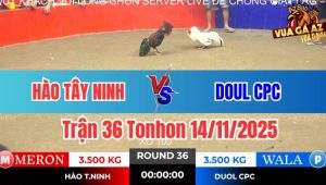 Trận 36 Tonhon 14/11/2025
