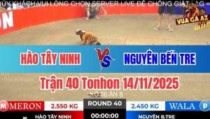 Trận 40 Tonhon 14/11/2025