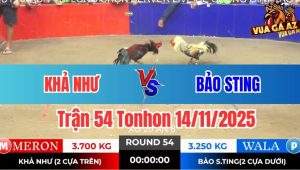 Trận 54 Tonhon 14/11/2025
