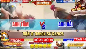 Trận 10 TonHon 23/12/2025 - Xám Đâm Như Sách Vở, Hạ Điều Tuyệt Đối
